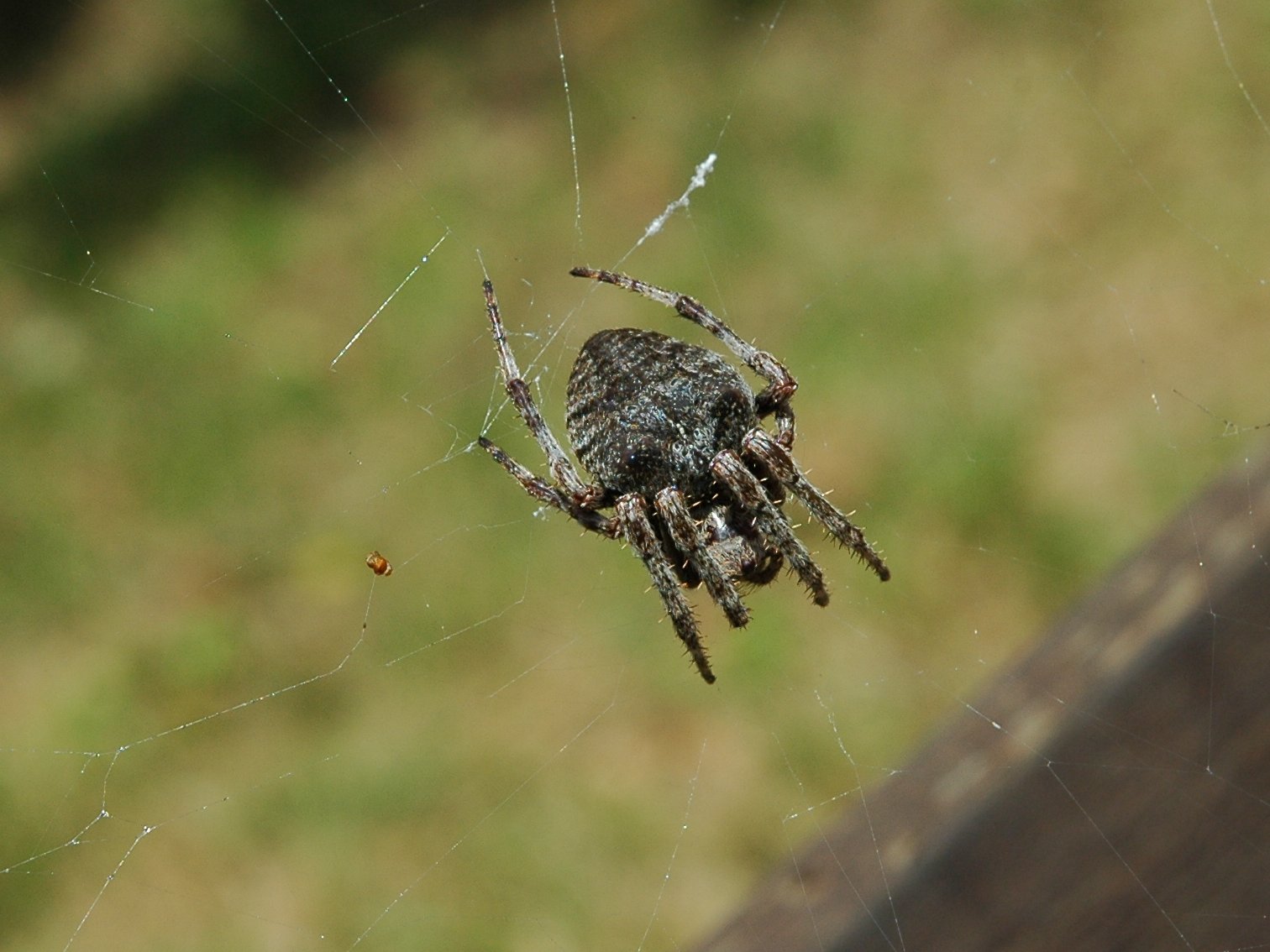 Araneus angulatus - Monte Barro (LC)